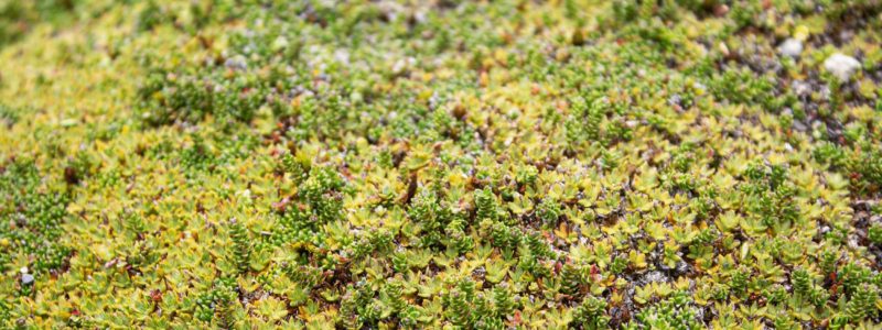 Sedum dak groene huis